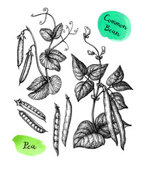 Wall Mural - common bean and pea plant.