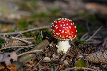 Autumn Mushroom. Amanita Muscaria, A Poisonous Mushroom In A Forest.