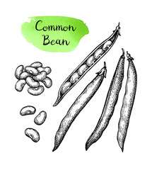 Wall Mural - ink sketch of common bean