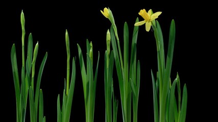 Canvas Print - Daffodil narcissus blooming time lapse  black background.