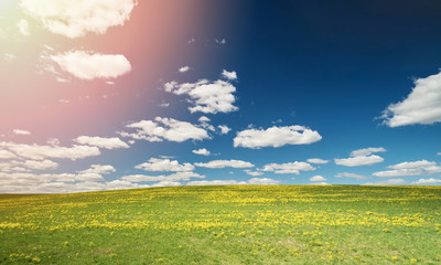 Wall Mural - Green field in sunny day