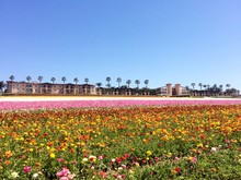 Flowers Blooming On Field Against Clear Blue Sky