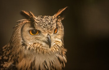 Sticker - Selective focus shot of a great horned owl