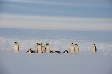 Group Of Penguins
