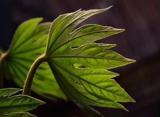 Wall Mural - close up of green leaves