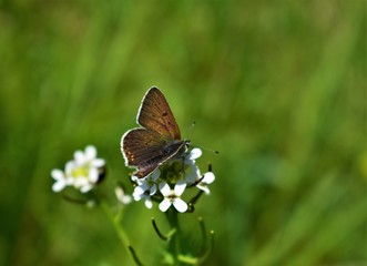 Canvas Print - butterfly on the grass