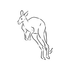 Wall Mural - Drawing of a kangaroo. Vector illustration. kangaroo vector sketch illustration