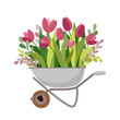 Tulips in garden trolley in flat style. Beautiful spring flowers in garden vector illustration