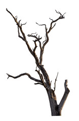 Wall Mural - dead tree with clipping path isolated on white background.