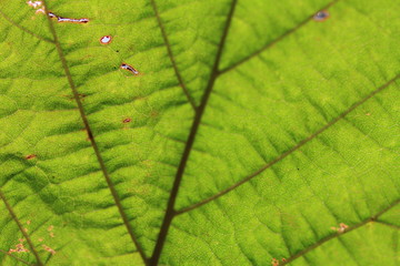 green leaf macro