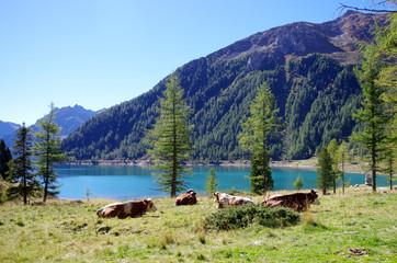 bright blue mountain lake under blue sky with woods, stones and snow