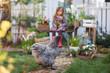 © Alina - Light gray hen walking on the farm in the warm spring