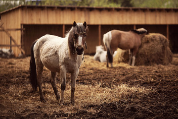 Brown young horse herd in corral farm, autumn photo