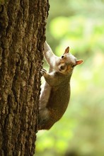 Portrait Of Squirrel Climbing On Tree Trunk