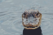 Close-up Of Crocodile In Lake
