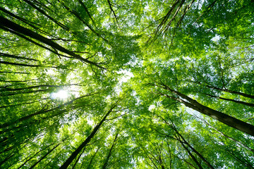 Forest, lush foliage, tall trees at spring or early summer - photographed from below