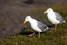 Western Gull  Walking In Grass With Water Dripping From Its Beak