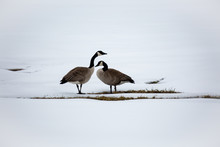 Canada Goose (Branta Canadensis) In A Field Covered With Snow In April, Horizontal