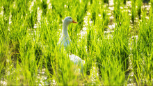 White Duck At Water Rice Field With Bokeh