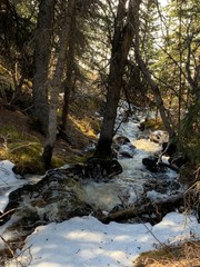 river in the forest