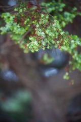 green leaves in the forest