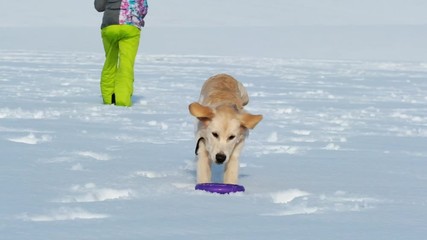 Canvas Print - Adorable retriever dog playing outside in winter