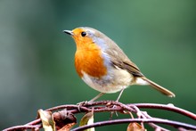 Robin On Branch