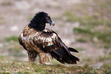 Sticker - Young bearded vulture (Gypaetus barbatus), also known as the lammergeier or ossifrage sitting on the ground