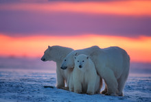 Polar Bears In Canadian Arctic
