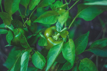 Sticker - Sweet Bulgarian green pepper is ripening on a bush in the garden. Organic natural food concept