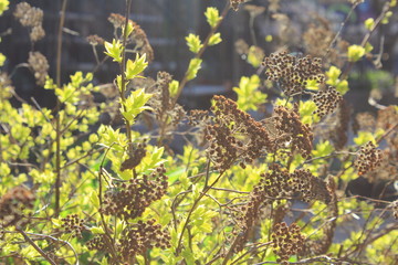 Beautiful fresh leaves on bush and tree twigs in spring month of may, lovely season with sunny days and young greenery in yellow green colors, in the rays of sun. Close up macro photo of nature.