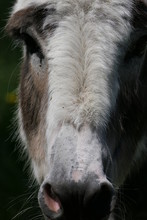 Head Of A Donkey Or Mule Bathed In Mysterious Light