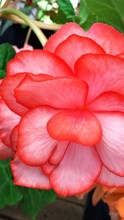 Pink Begonia Close Up