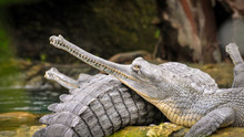 The Gharial (Gavialis Gangeticus), Also Known As The Gavial, And The Fish-eating Crocodile, Portrait