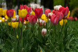 Fototapeta Tulipany - White, yellow, red, colorful tulips bloomed in spring.