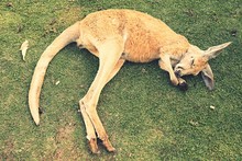 High Angle View Of Kangaroo Sleeping On Field