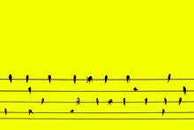 Contemporary Art, Birds Perched On Wires. Yellow Background Artwork