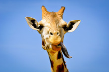 Low Angle View Of Giraffe Sticking Out Tongue Against Clear Blue Sky