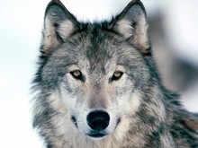 Close-up Portrait Of A Wolf