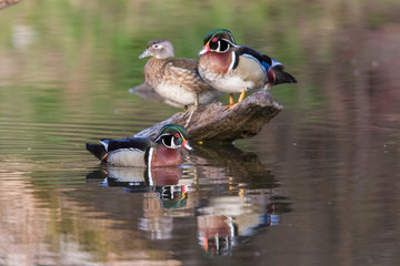 Wall Mural - wood ducks (Aix sponsa) in spring