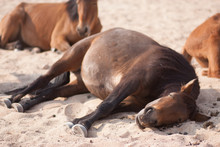 Horses Lying In Sand