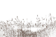 Thickets Of Reeds. Stalks Of Reeds On A White Background.