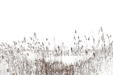 Thickets of reeds. Stalks of reeds on a white background.