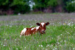 © Андрій П'ятничка - Young bull resting in the field