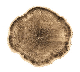Wall Mural - felled piece of wood from a tree trunk with growth rings isolated on white.
