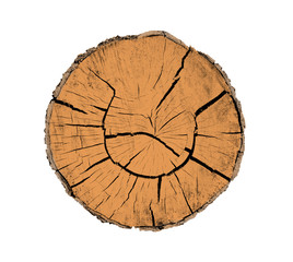 Wall Mural - felled piece of wood from a tree trunk with growth rings isolated on white.
