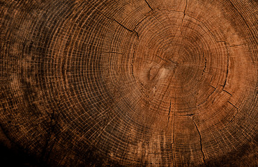 Wall Mural - Natural vintage wood tree rings textured background. End grain of tree section.