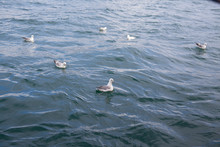 High Angle View Of Seagulls Swimming On Sea