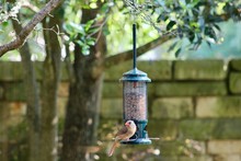 Female Cardinal Perched On A Backyard Bird Feeder At The Bottom Of The Image. Room For Text With A Green And Brown Tree Background. 