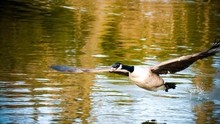 Canada Goose Flying Over Lake